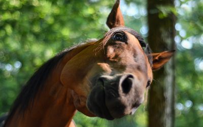 5 Steps to Better Understanding Your Horse –  Part 2