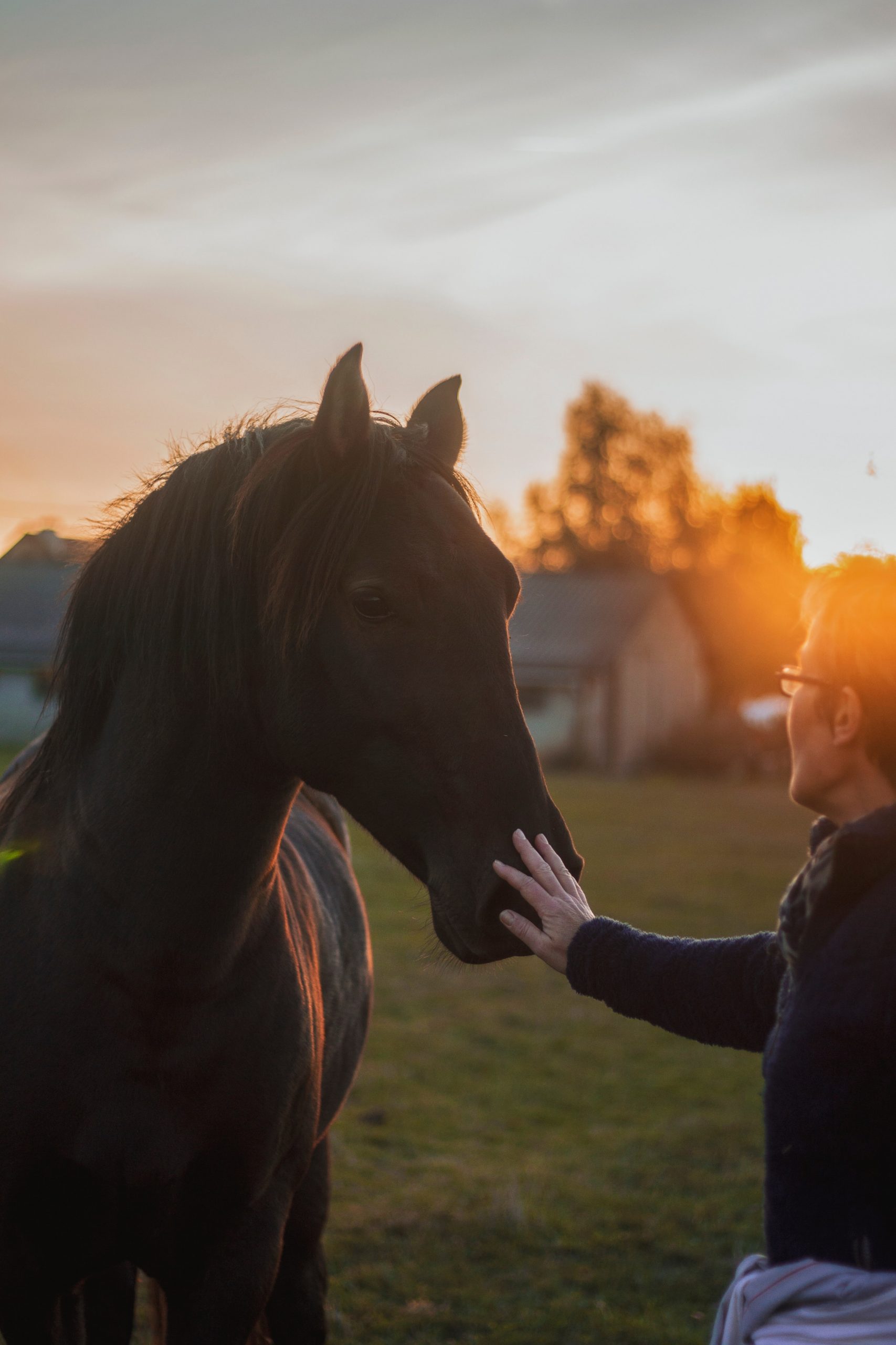 woman petting horse