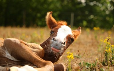 3 Anti-Anxiety Secrets You Can Learn From Your Horse