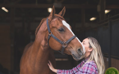 Making the Most of a 30 Minutes – a Cheat Sheet for Horse Owners Part 2